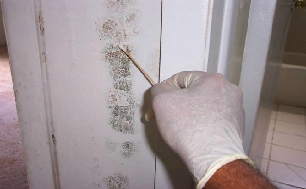 Mold Inspection McLean
